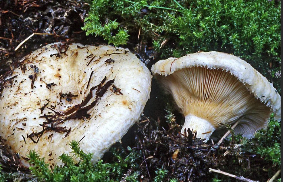 Два гриба груздя водянисто-зонового