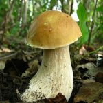 Белый гриб березовый в лесу