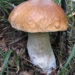 Березовик белый гриб