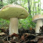 Два белых березовых гриба