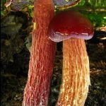 Два гриба боровиков Фроста