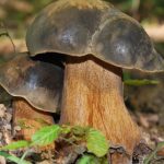 Белые грибы темно-бронзовые в лесу