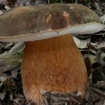 Белый гриб темно-бронзовый