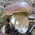 Дубовый белый гриб