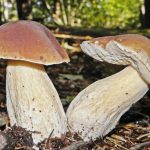 Два белых гриба в лесу