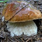 Белый гриб в еловых иголках