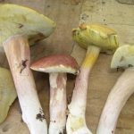 Сбор белых особых грибов