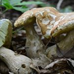 Белые грибы особые