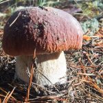 Поздний белый гриб в лесу