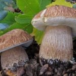 Сетчатые белые грибы