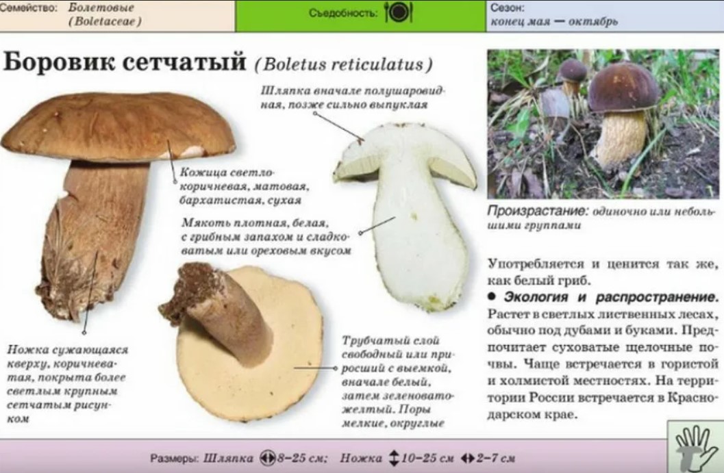 Как отличить белый. Ложный Боровик белый гриб. Боровик шляпка снизу. Боровик сетчатый Boletus reticulatus. Отличие белого гриба от Боровика.