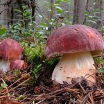 Белые грибы сосновые лесу