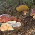 Лес и белые сосновые грибы