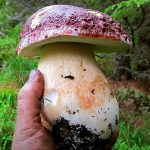 Сосновый белый гриб
