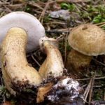 Три желчных гриба