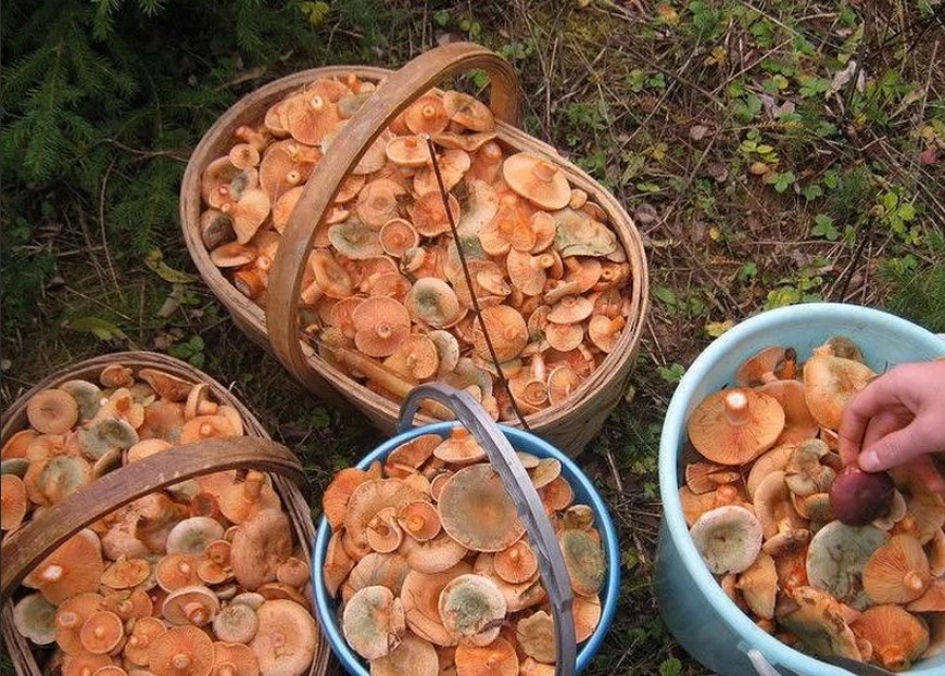 Весной есть грибы. Рыжики в Кировской области 2022. Рыжики грибы. Грибы в августе. Много грибов в лесу.