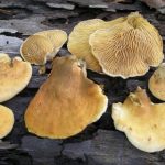 Свинушки уховидные грибы