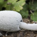 Сорванный гриб Навозник белоснежный
