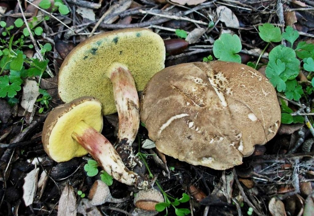 Моховик зеленый гриб фото и описание