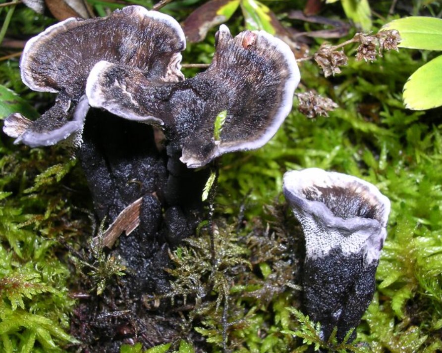 Черные грибы виды. Гриб ежовик черный. Ежовик гриб несъедобные. Ежовик гриб темный. Феллодон чёрный.