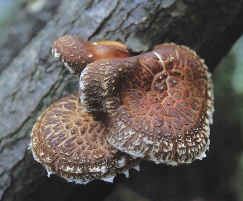 Старые грибы шиитаке