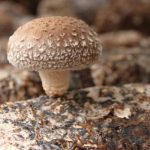 Как растет гриб шиитаке