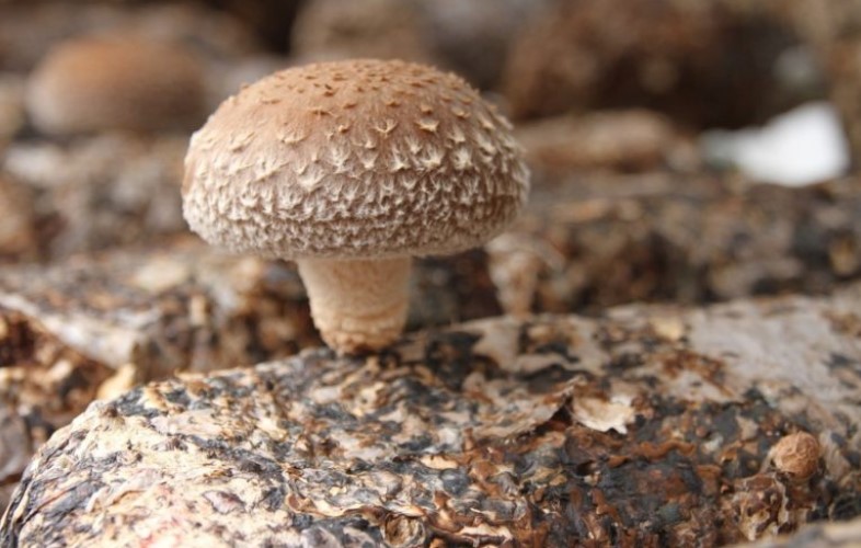 Как растет гриб шиитаке
