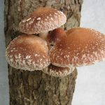 Рост грибов шиитаке