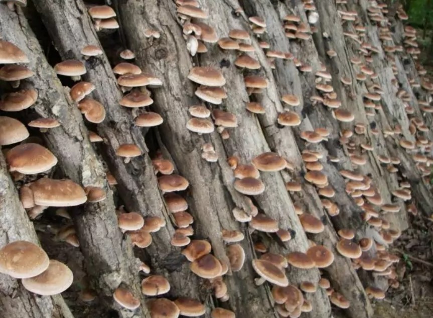 Семейство грибов шиитаке