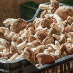 Урожай грибов шиитаке