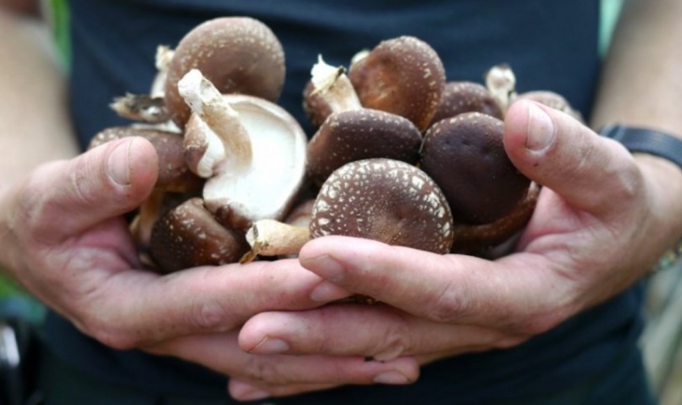 Собранные грибы шиитаке