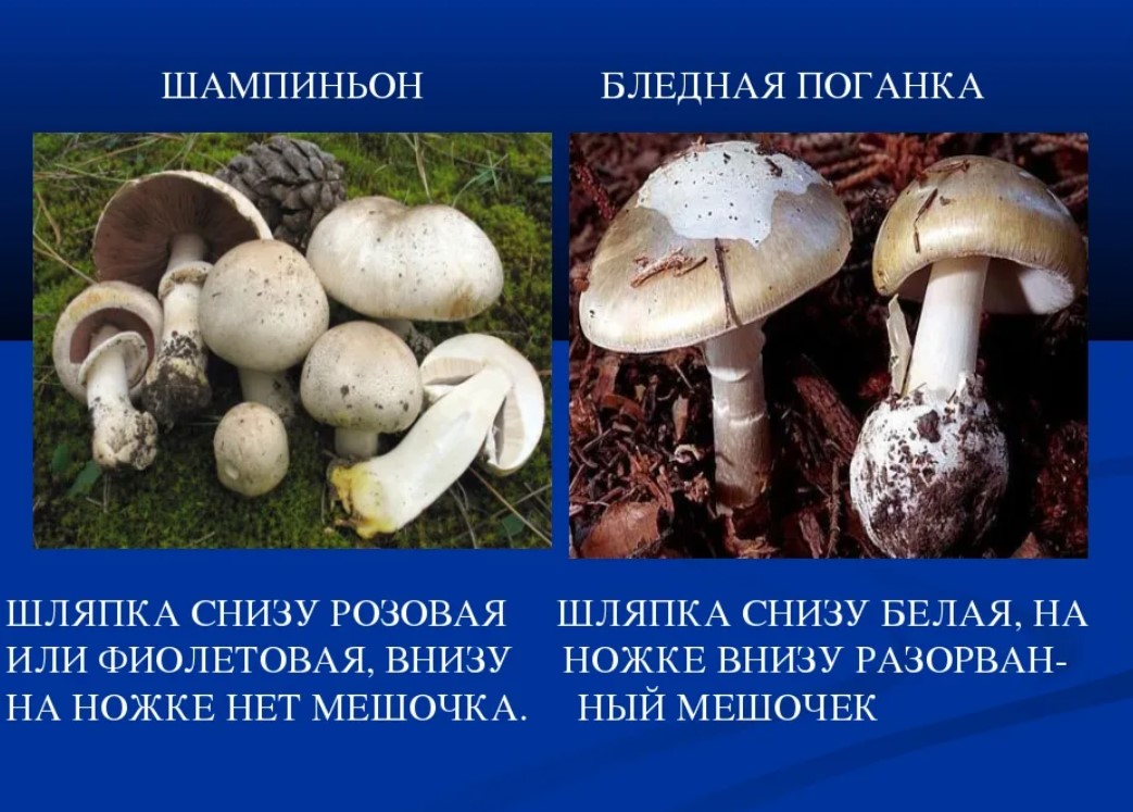 Какие грибы похожи на поганки. Бледная поганка гриб и шампиньон отличия. Различия бледной поганки и шампиньона. Бледная поганка гриб и шампиньон. Шампиньон полевой и бледная поганка.