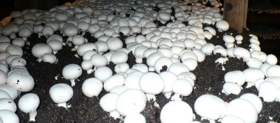 Выращивание грибов инструкция