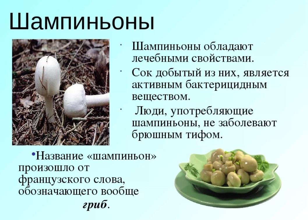 Почему грибы употребляют в пищу. Чем полезны шампиньоны. Что полезного в шампиньонах. Шампиньон полезный гриб. ВКМ полезен шампиньоны.