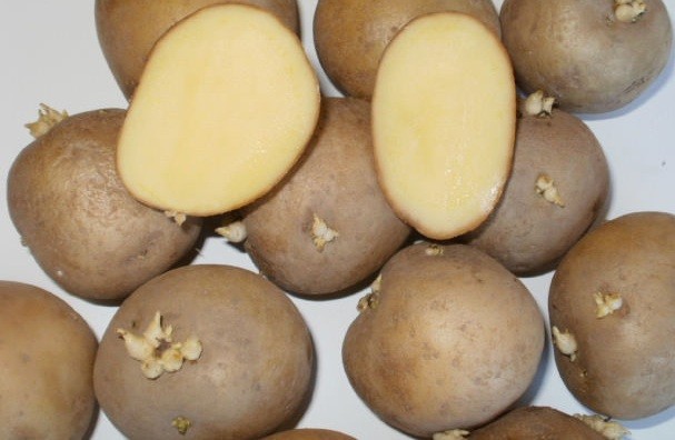 Клубни картофеля Каратоп