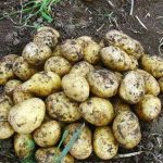 Сорт картофеля Каратоп
