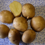 Сорт Каратоп картофеля клубни