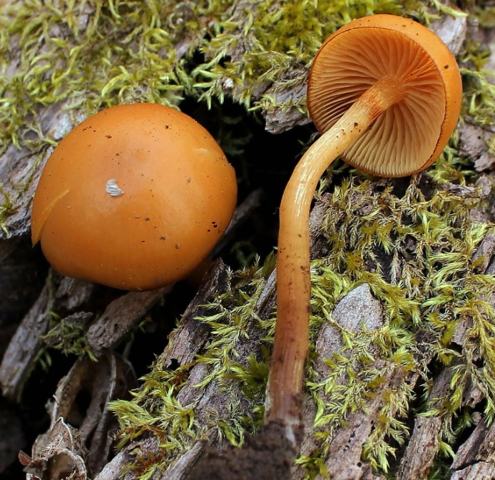 Два гриба галерины окаймленной
