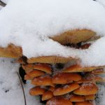 Грибы Фламмулина под снегом