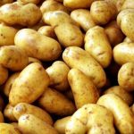 Сорт картофеля Ариэль урожай