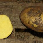 Клубень картофеля