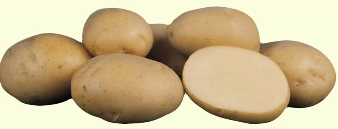 Картофель ариэль фото. Сорт картошки Ариэль. Картофель семенной Ариэль. Сорт.картофеля.Придеснянский. Сорт картофеля лазурит.