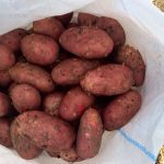 Клубни картофеля в мешке