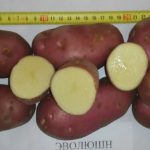 Клубни картофеля Эволюшн в разрезе