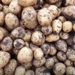 Урожай картофеля Каатоп