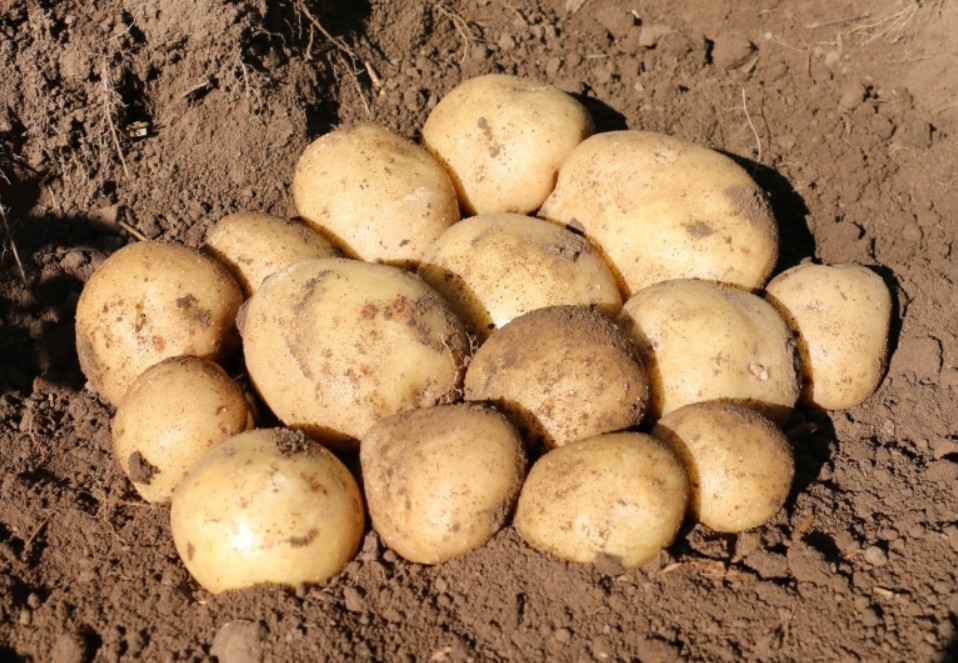 Размер семенного картофеля для посадки фото