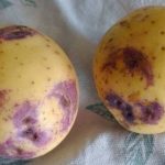 Клубни картофеля Синеглазки