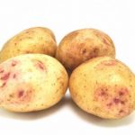 Картофелины сорта Синеглазки