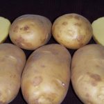 Клубни сорта картофеля Чароит