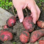 Урожай картофеля сорта Детскосельский